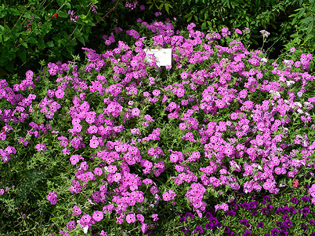 Species - 2006 - Annual Flower Research at Bluegrass Lane